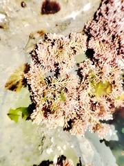 Corallina officinalis