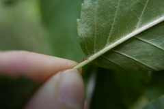 Coniopterygidae