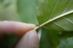 Coniopterygidae