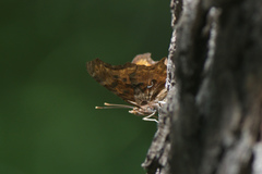 Polygonia satyrus