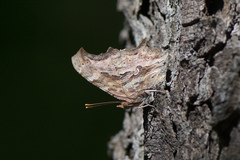 Polygonia satyrus