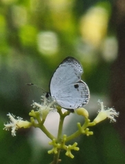 Neopithecops zalmora zalmora