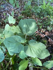 Aegopodium