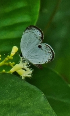 Neopithecops zalmora zalmora