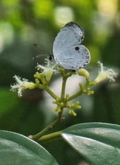 Neopithecops zalmora zalmora