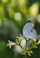 Neopithecops zalmora zalmora