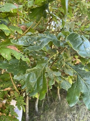 Quercus petraea