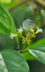 Neopithecops zalmora zalmora