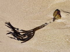 Saccorhiza polyschides