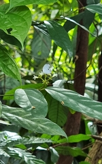 Neopithecops zalmora zalmora