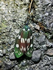 Eterusia aedea formosana