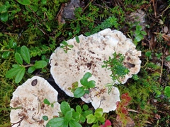 Hydnellum peckii