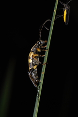 Rutpela maculata