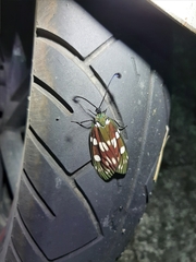 Eterusia aedea formosana