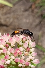 Sphecidae