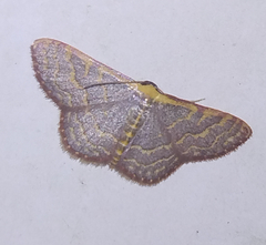 Leptostales pannaria