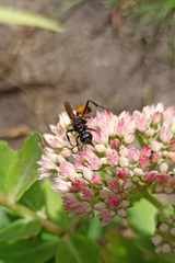 Sphecidae