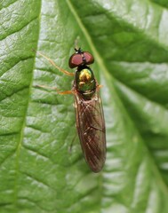 Sargus bipunctatus