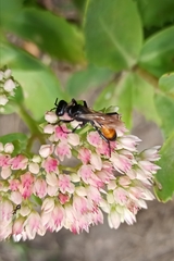 Sphecidae