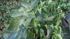 Ficus