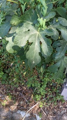 Ficus