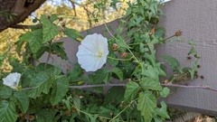 Calystegia macrostegia