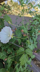 Calystegia macrostegia