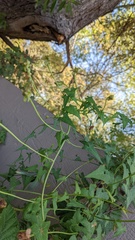Calystegia macrostegia