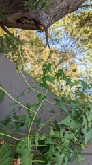 Calystegia macrostegia