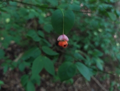 Euonymus verrucosus