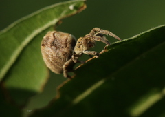Hyptiotes paradoxus