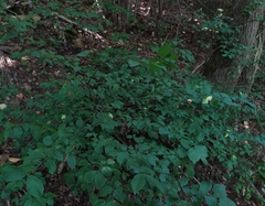 Euonymus verrucosus