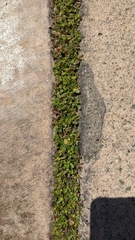 Portulaca oleracea