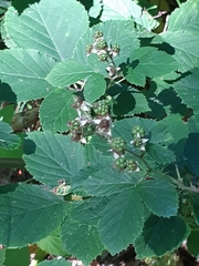 Rubus caesius