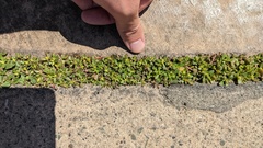 Portulaca oleracea