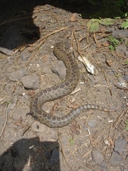 Crotalus triseriatus