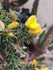 Ulex jussiaei