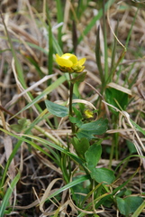 Ranunculus sulphureus