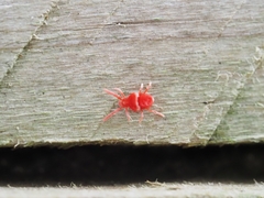 Trombidiidae