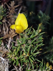 Ulex jussiaei