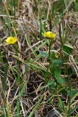 Ranunculus sulphureus