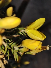 Ulex jussiaei