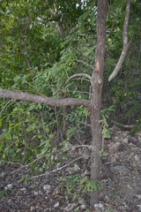 Abrus precatorius precatorius