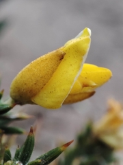 Ulex jussiaei
