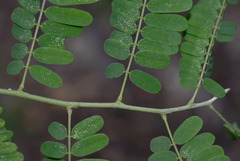 Abrus precatorius precatorius