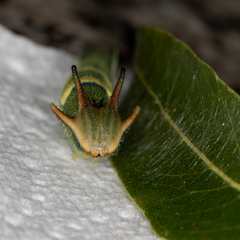 Charaxes sempronius
