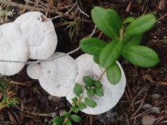 Hydnellum peckii