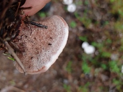 Hydnellum peckii