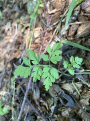 Chaerophyllum temulum