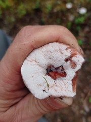 Hydnellum peckii
